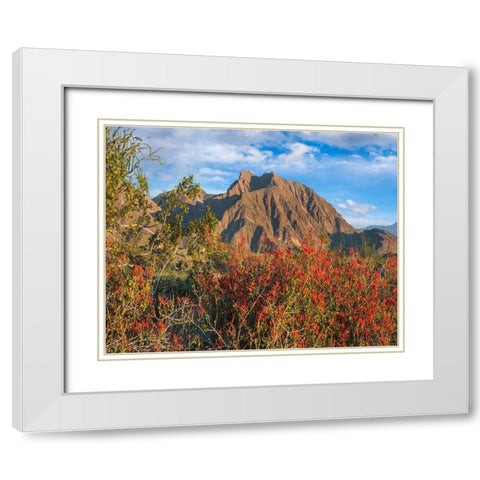 Chuparosa and Indian Head Mountain White Modern Wood Framed Art Print with Double Matting by Fitzharris, Tim