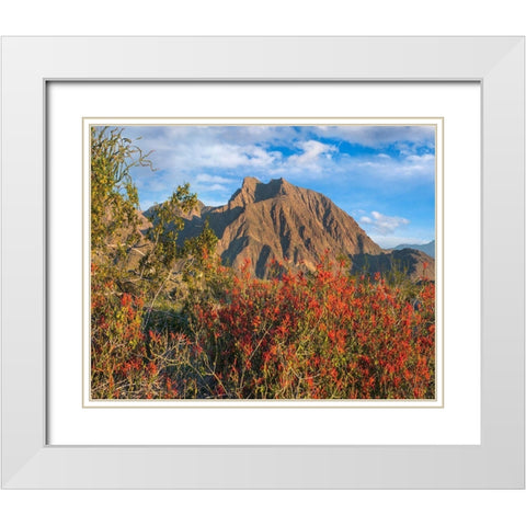 Chuparosa and Indian Head Mountain White Modern Wood Framed Art Print with Double Matting by Fitzharris, Tim