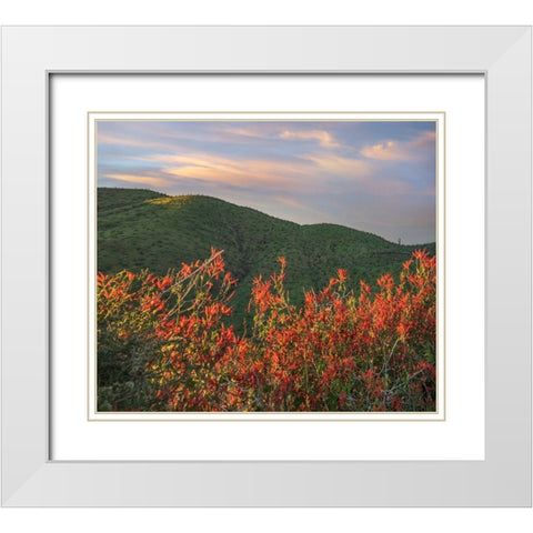 Chuparosa-Anza Borrego Desert State Park-California-USA White Modern Wood Framed Art Print with Double Matting by Fitzharris, Tim