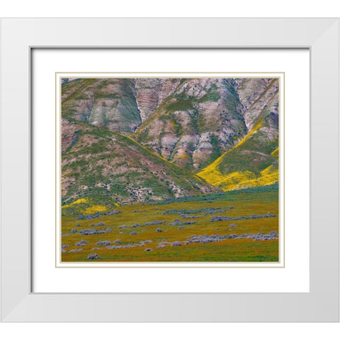 Wildflower Bloom  White Modern Wood Framed Art Print with Double Matting by Fitzharris, Tim