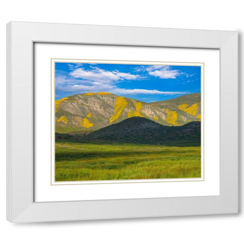 Wildflower Bloom  White Modern Wood Framed Art Print with Double Matting by Fitzharris, Tim