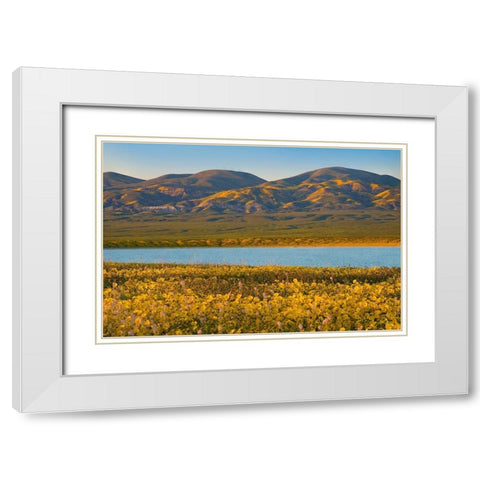 Yellow Daisies and Tremblor Range White Modern Wood Framed Art Print with Double Matting by Fitzharris, Tim