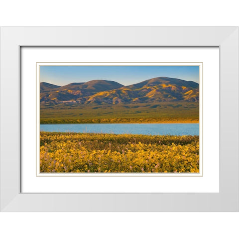 Yellow Daisies and Tremblor Range White Modern Wood Framed Art Print with Double Matting by Fitzharris, Tim