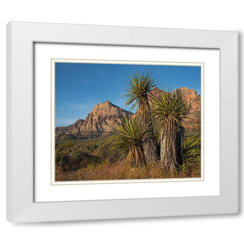 Mohave Yucca at Red Rock Canyon White Modern Wood Framed Art Print with Double Matting by Fitzharris, Tim