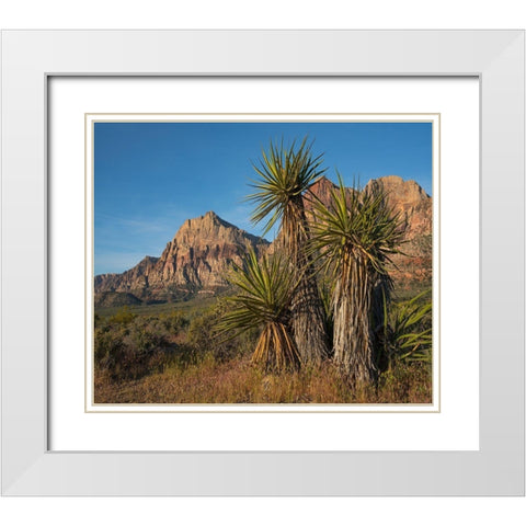 Mohave Yucca at Red Rock Canyon White Modern Wood Framed Art Print with Double Matting by Fitzharris, Tim