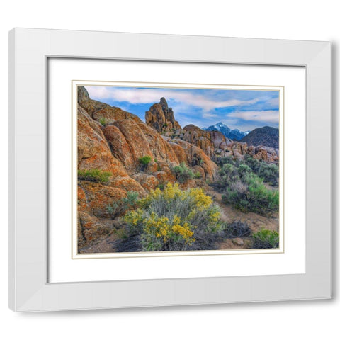 Spring Bloom at Alabama Hills White Modern Wood Framed Art Print with Double Matting by Fitzharris, Tim