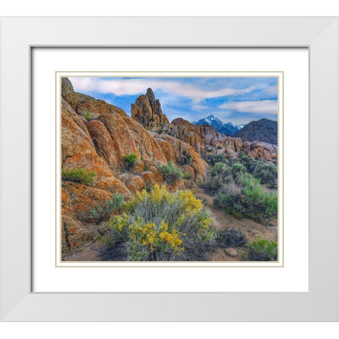 Spring Bloom at Alabama Hills White Modern Wood Framed Art Print with Double Matting by Fitzharris, Tim