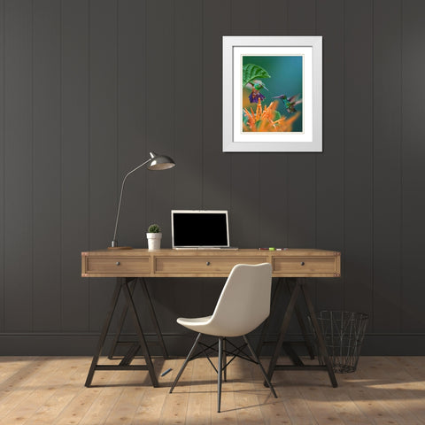 Blue Chinned Sapphire and Copper-Rumped Hummingbirds White Modern Wood Framed Art Print with Double Matting by Fitzharris, Tim