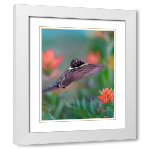 Black Chinned Hummingbird with Indian Paintbrush White Modern Wood Framed Art Print with Double Matting by Fitzharris, Tim