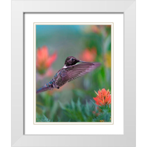 Black Chinned Hummingbird with Indian Paintbrush White Modern Wood Framed Art Print with Double Matting by Fitzharris, Tim