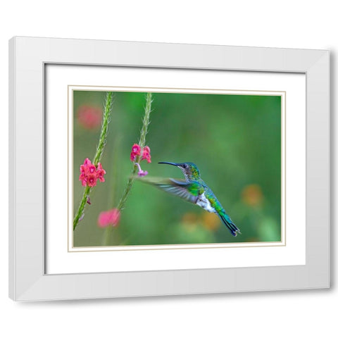 White Necked Jacobin White Modern Wood Framed Art Print with Double Matting by Fitzharris, Tim
