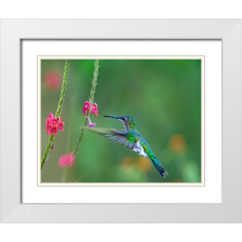 White Necked Jacobin White Modern Wood Framed Art Print with Double Matting by Fitzharris, Tim