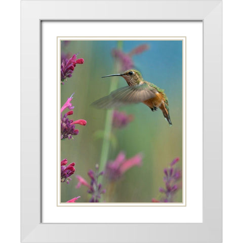 Broad Tailed Hummingbirds White Modern Wood Framed Art Print with Double Matting by Fitzharris, Tim