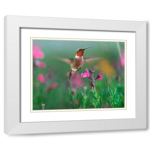 Ruby Throated Hummingbird White Modern Wood Framed Art Print with Double Matting by Fitzharris, Tim