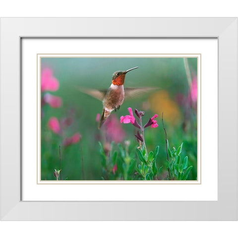 Ruby Throated Hummingbird White Modern Wood Framed Art Print with Double Matting by Fitzharris, Tim