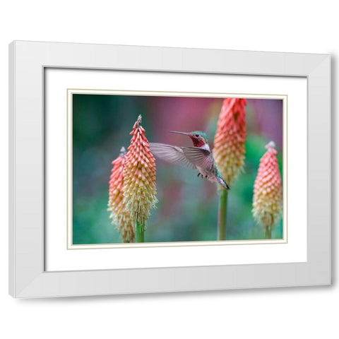 Broad Tailed Hummingbird at Red Hot Poker White Modern Wood Framed Art Print with Double Matting by Fitzharris, Tim