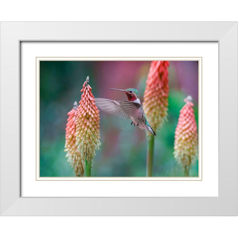 Broad Tailed Hummingbird at Red Hot Poker White Modern Wood Framed Art Print with Double Matting by Fitzharris, Tim