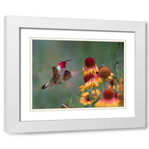 Broad Tailed Hummingbird White Modern Wood Framed Art Print with Double Matting by Fitzharris, Tim