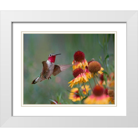 Broad Tailed Hummingbird White Modern Wood Framed Art Print with Double Matting by Fitzharris, Tim