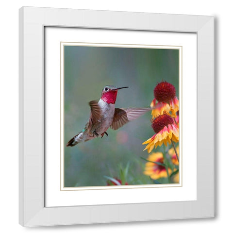 Broad Tailed Hummingbird White Modern Wood Framed Art Print with Double Matting by Fitzharris, Tim