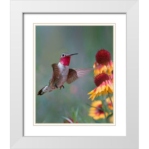 Broad Tailed Hummingbird White Modern Wood Framed Art Print with Double Matting by Fitzharris, Tim