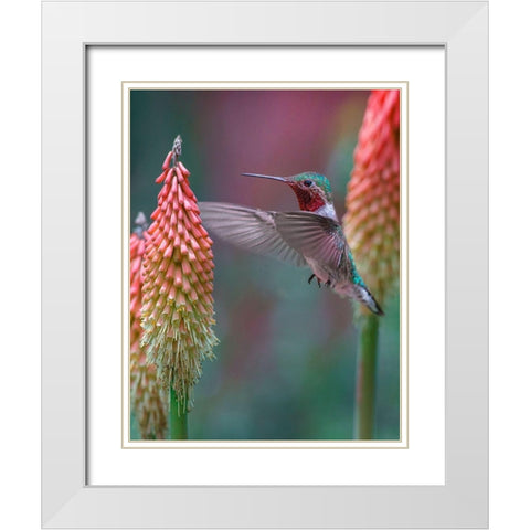 Broad Tailed Hummingbird White Modern Wood Framed Art Print with Double Matting by Fitzharris, Tim