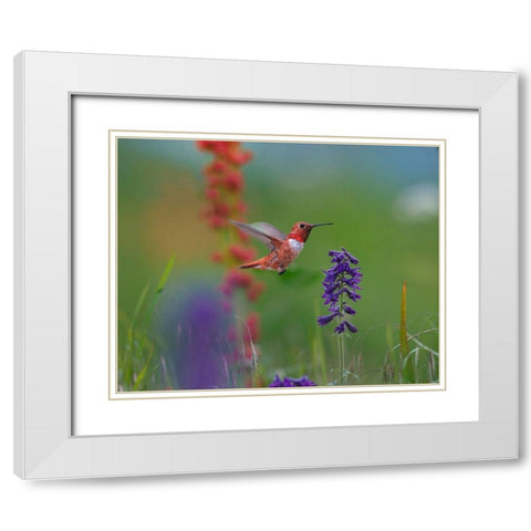 Rufous Hummingbird White Modern Wood Framed Art Print with Double Matting by Fitzharris, Tim