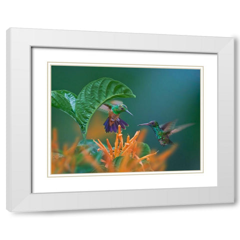 Blue Chinned Sapphire and Copper-Rumped Hummingbirds White Modern Wood Framed Art Print with Double Matting by Fitzharris, Tim