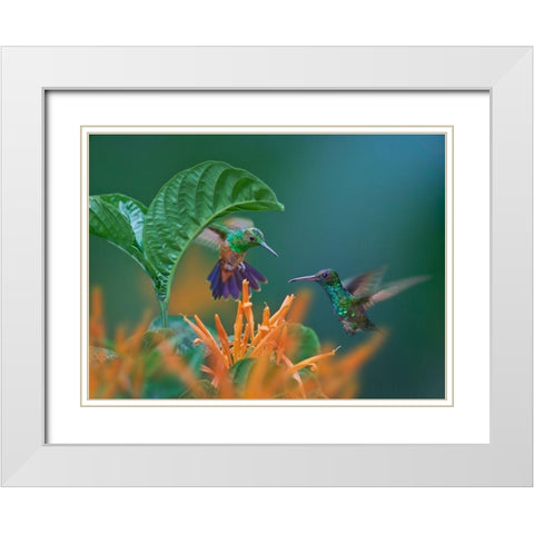 Blue Chinned Sapphire and Copper-Rumped Hummingbirds White Modern Wood Framed Art Print with Double Matting by Fitzharris, Tim