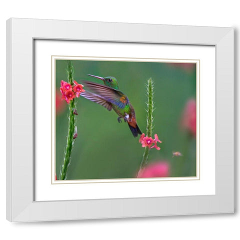 Copper Rumped Humming Bird White Modern Wood Framed Art Print with Double Matting by Fitzharris, Tim