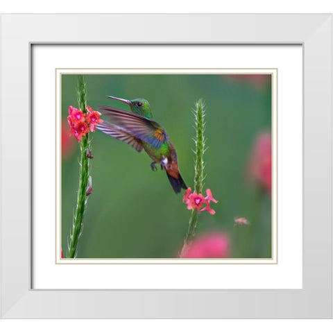 Copper Rumped Humming Bird White Modern Wood Framed Art Print with Double Matting by Fitzharris, Tim