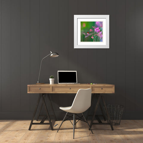 Ruby Throated Hummingbird White Modern Wood Framed Art Print with Double Matting by Fitzharris, Tim
