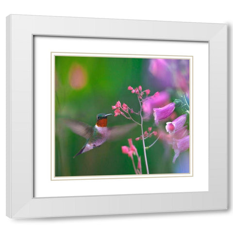 Ruby Throated Hummingbird White Modern Wood Framed Art Print with Double Matting by Fitzharris, Tim