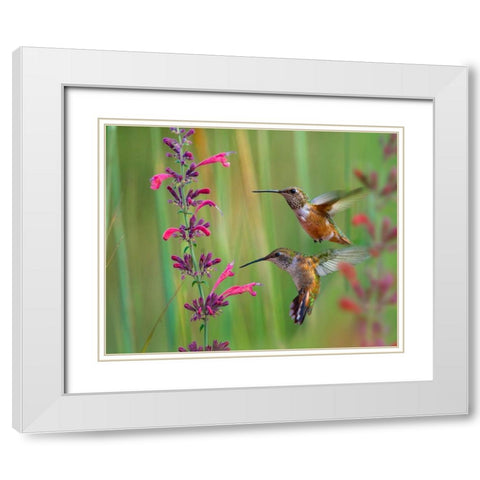 Broad Tailed Hummingbirds White Modern Wood Framed Art Print with Double Matting by Fitzharris, Tim
