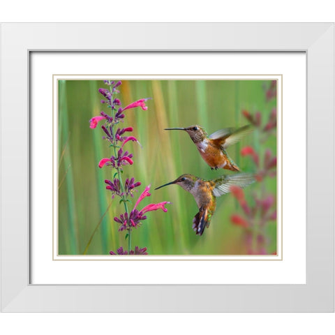 Broad Tailed Hummingbirds White Modern Wood Framed Art Print with Double Matting by Fitzharris, Tim