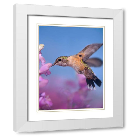 Broad Tailed Hummingbirds Female White Modern Wood Framed Art Print with Double Matting by Fitzharris, Tim