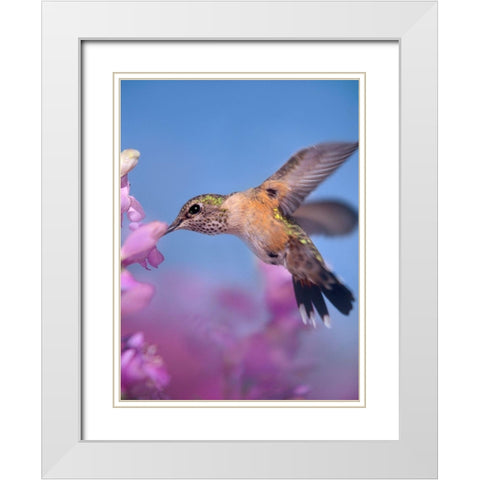 Broad Tailed Hummingbirds Female White Modern Wood Framed Art Print with Double Matting by Fitzharris, Tim