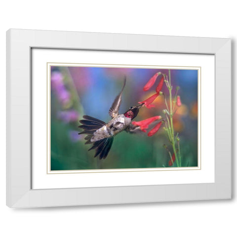 Broad Tailed Hummingbird at Scarlet Bugler White Modern Wood Framed Art Print with Double Matting by Fitzharris, Tim