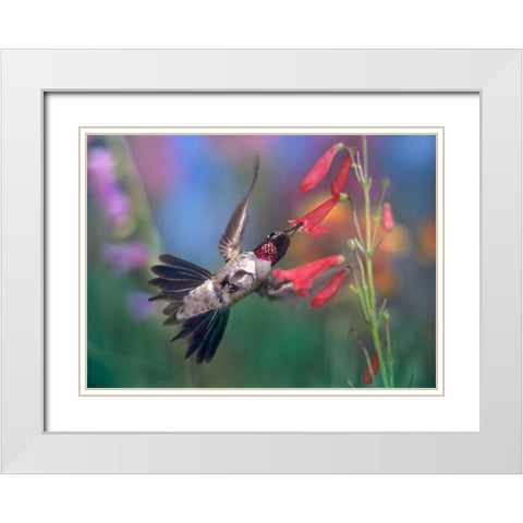 Broad Tailed Hummingbird at Scarlet Bugler White Modern Wood Framed Art Print with Double Matting by Fitzharris, Tim