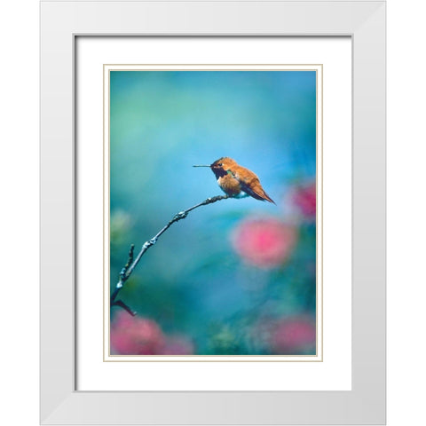Rufous Hummingbird Sitting on Branch White Modern Wood Framed Art Print with Double Matting by Fitzharris, Tim