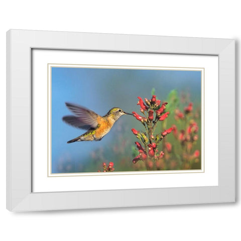 Rufous Hummingbird White Modern Wood Framed Art Print with Double Matting by Fitzharris, Tim