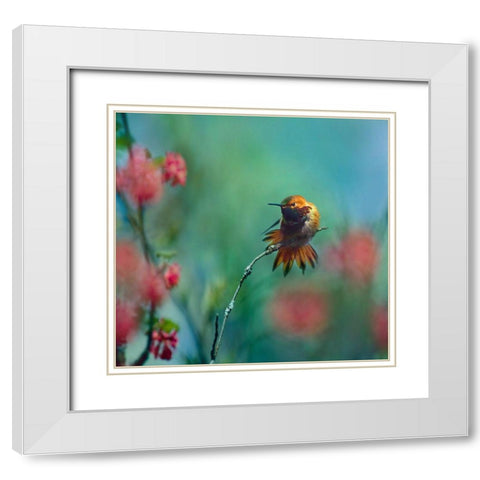 Rufous Hummingbird Sitting on Branch White Modern Wood Framed Art Print with Double Matting by Fitzharris, Tim