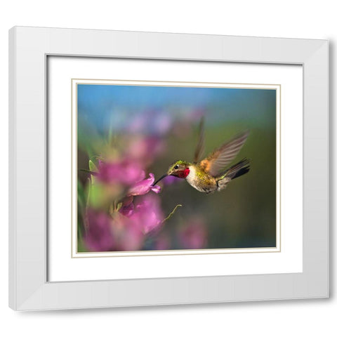 Broad Tailed Hummingbird at Penstemon White Modern Wood Framed Art Print with Double Matting by Fitzharris, Tim