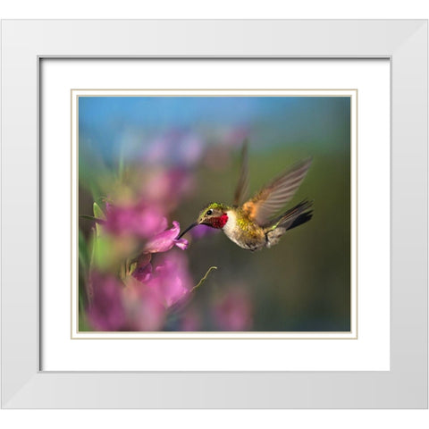 Broad Tailed Hummingbird at Penstemon White Modern Wood Framed Art Print with Double Matting by Fitzharris, Tim