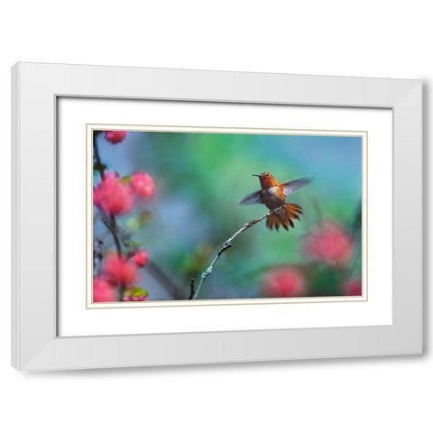 Rufous Hummingbird Among Red Flowered Currants White Modern Wood Framed Art Print with Double Matting by Fitzharris, Tim