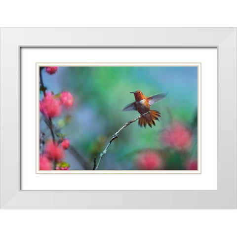 Rufous Hummingbird Among Red Flowered Currants White Modern Wood Framed Art Print with Double Matting by Fitzharris, Tim