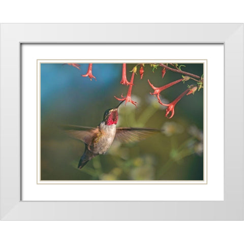 Broad Tailed Hummingbird at Scarlet Trumpets White Modern Wood Framed Art Print with Double Matting by Fitzharris, Tim