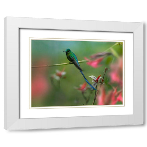 Long Tailed Sylph Hummingbird Ecuador White Modern Wood Framed Art Print with Double Matting by Fitzharris, Tim