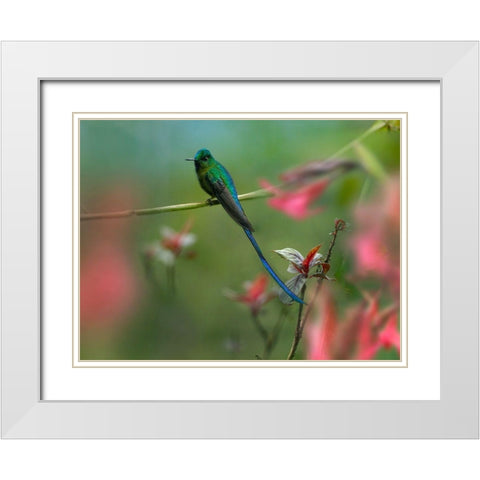 Long Tailed Sylph Hummingbird Ecuador White Modern Wood Framed Art Print with Double Matting by Fitzharris, Tim