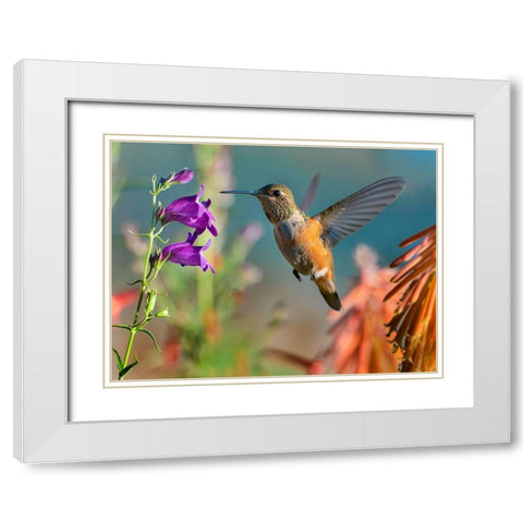 Broad Tailed Hummingbird White Modern Wood Framed Art Print with Double Matting by Fitzharris, Tim